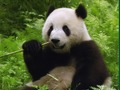 Žaidimas Pandos dėlionė  internete