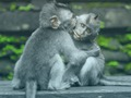 Žaidimas Šimpanzės dėlionė  internete