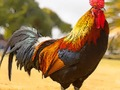 Žaidimas Naminių paukščių dėlionė  internete