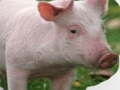 Žaidimas Nubrauk ir atspėk gyvūnus  internete