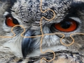 Žaidimas Laukinės pelėdos dėlionė  internete