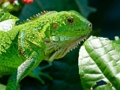 Žaidimas Laukinė Iguana  internete