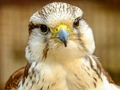 Žaidimas „Gyrfalcon“ dėlionė  internete