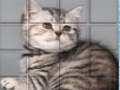 Žaidimas PicPu katė  internete