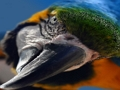 Žaidimas Paukščių dėlionė  internete