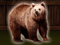 Žaidimas Išsaugokite Grizzly Bear  internete