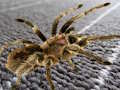 Žaidimas Spider paslėptas skirtumas  internete