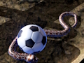 Žaidimas Python Snake simuliatorius  internete